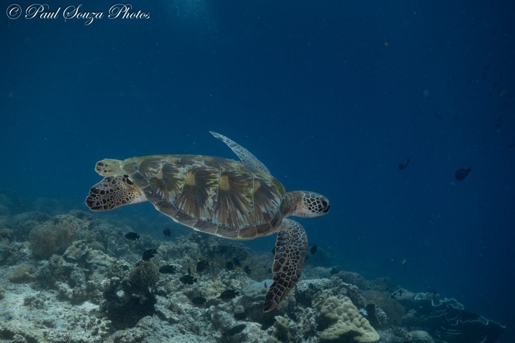 Turtle at Medicare North in Sogod Bay