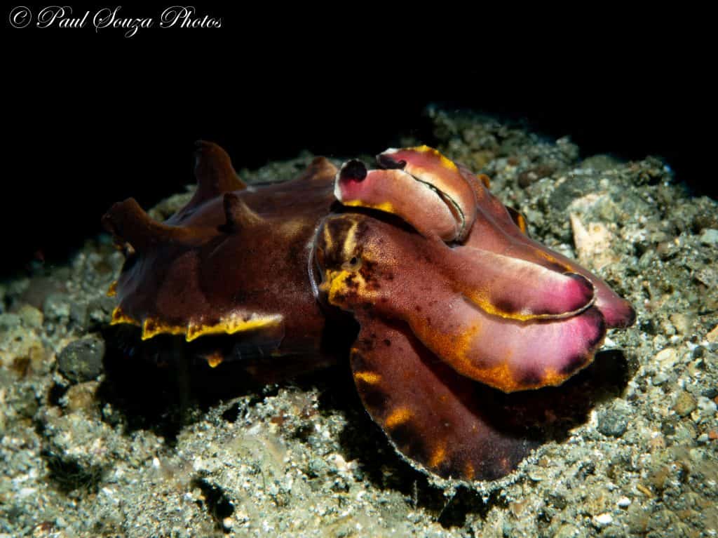 flamboyant cuttlefish in Sogod Bay