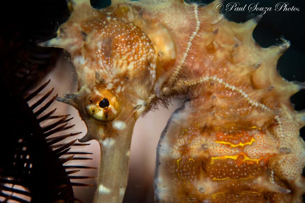 Thorny seahorse in Sogod Bay
