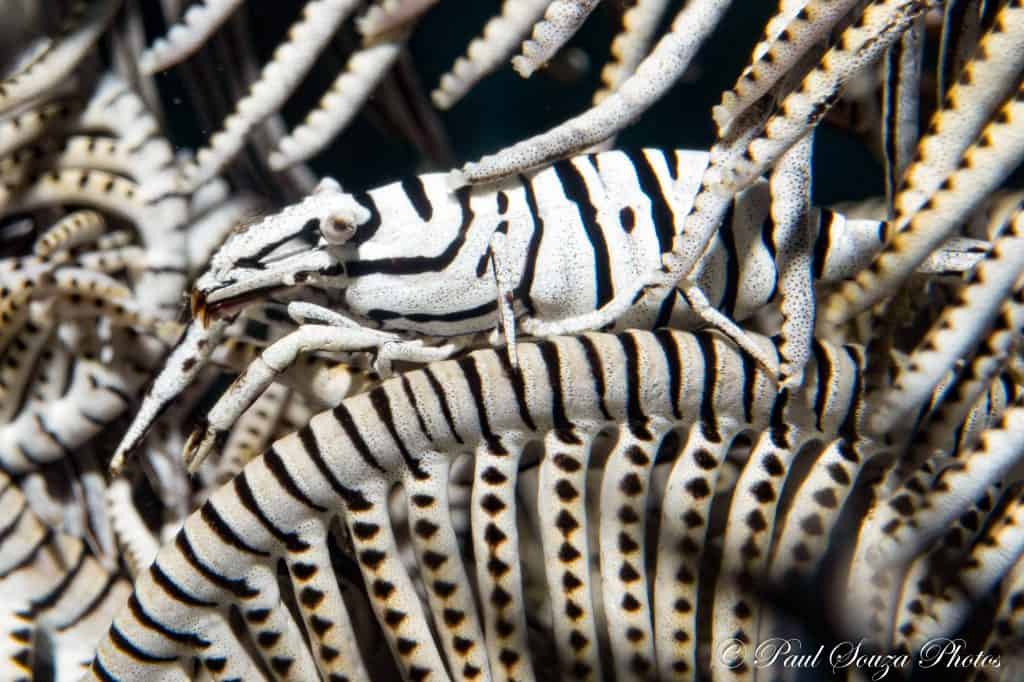 Crinoid shrimp in Sogod Bay