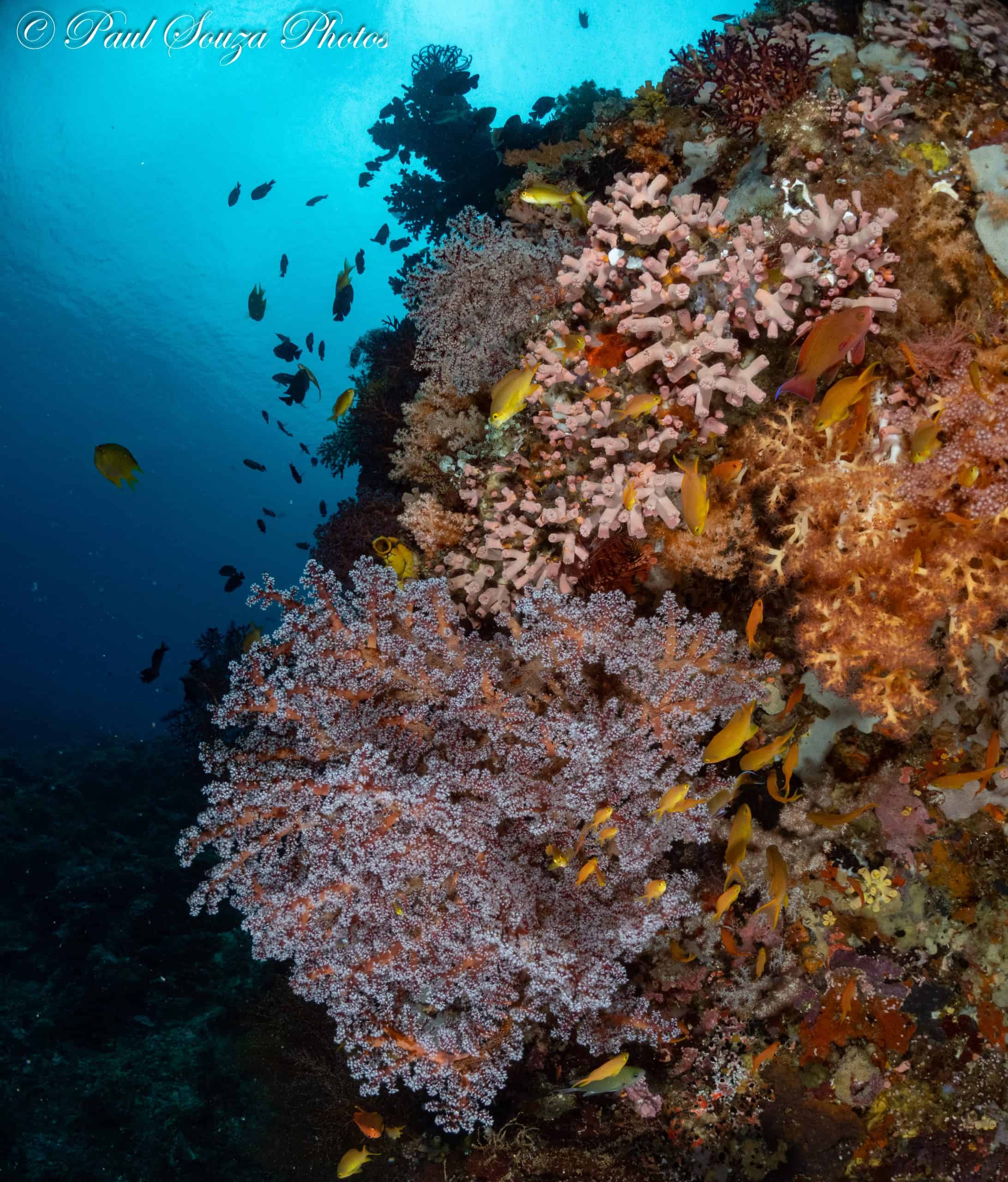 Soft corals at Napantao, Sogod Bay