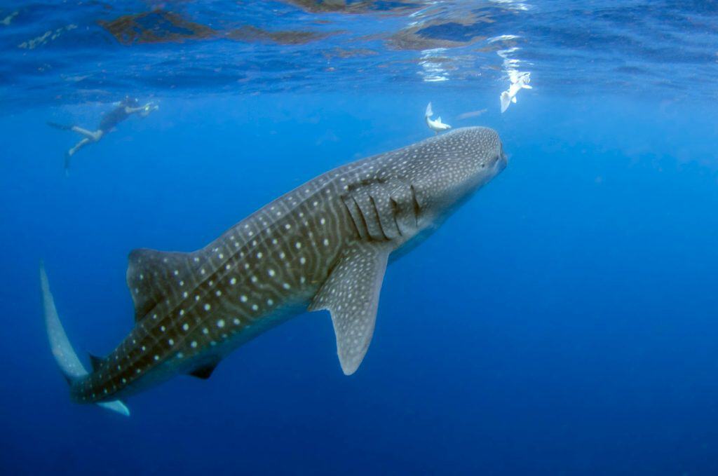 whale shark
